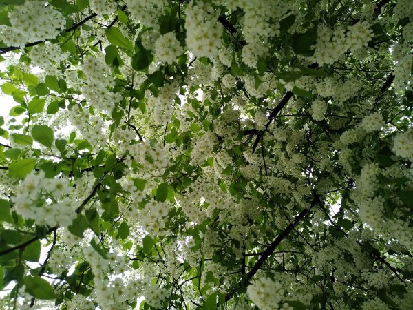 Калина Цветущая черемуха