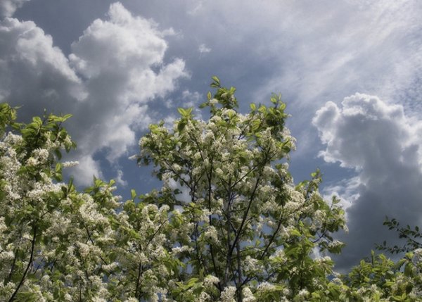 Весенняя гроза черемуха черемуха