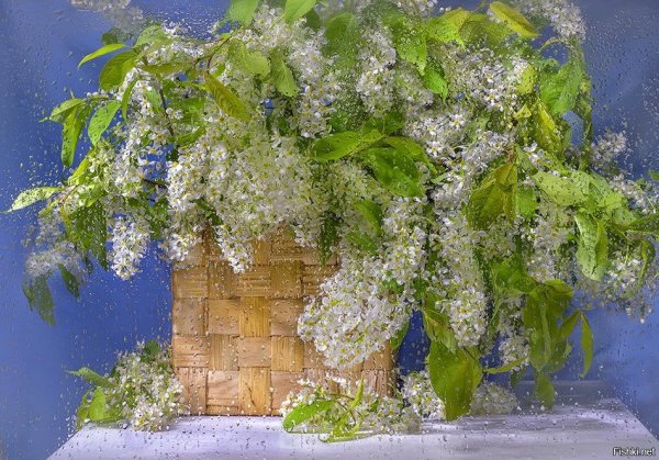 Черемуха под дождем