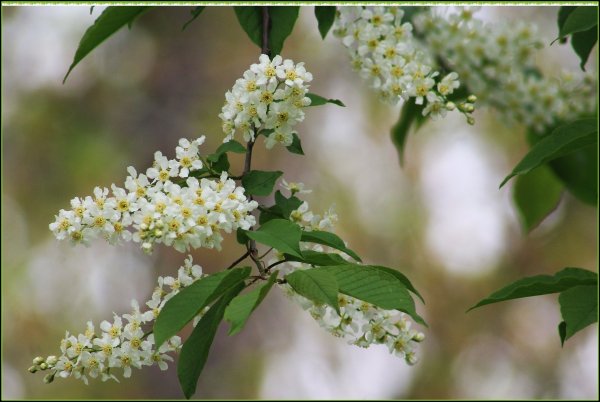 Золотая черемуха