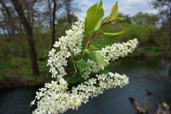 Черёмуха душистая ручей