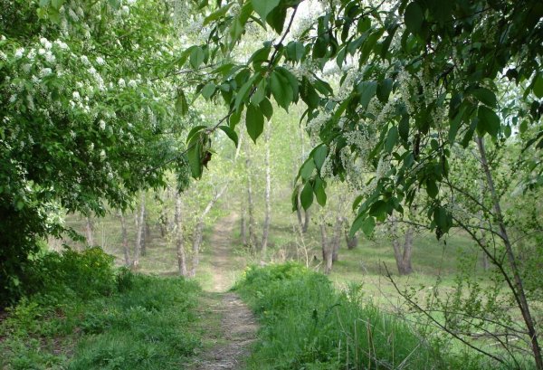 Черемуховая роща