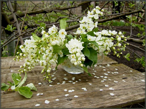 Чубушник Яблоневый цвет