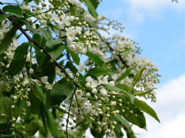 Черемуха анимация