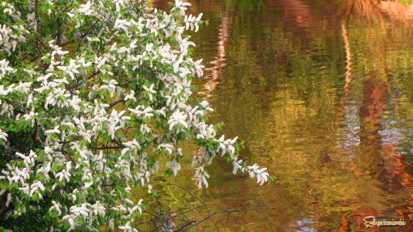 Черёмуха душистая ручей