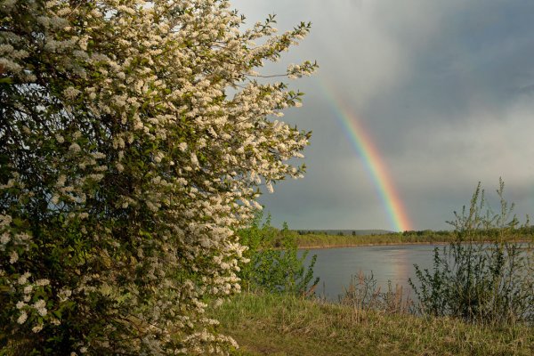Береза черемуха Радуга
