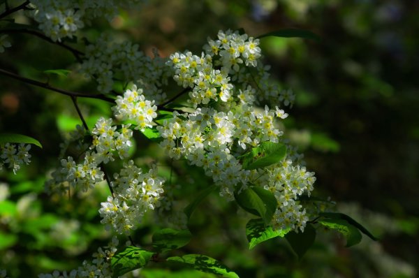 Черемуха Кингисепп