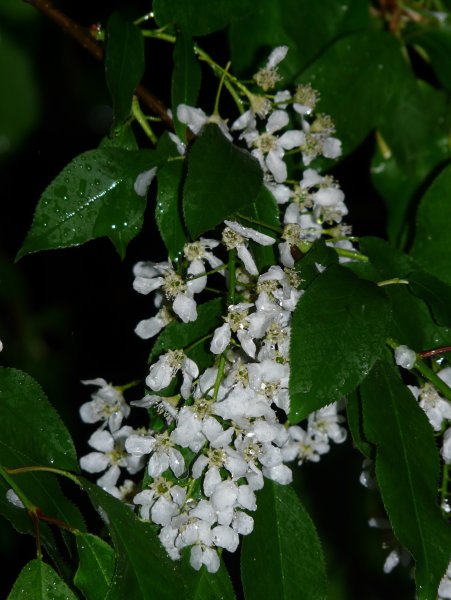 Сирень Жасмин черемуха