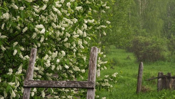 Весенняя гроза черемуха черемуха