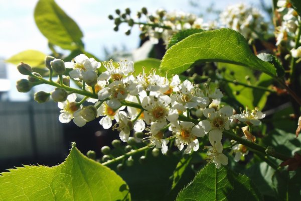 Черемуха плосколистная