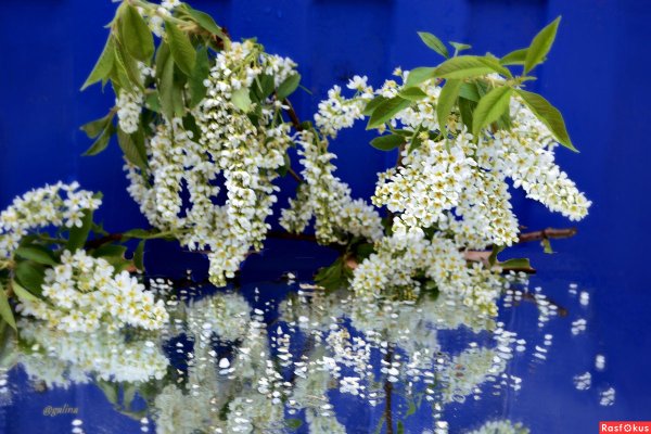 Лепестки черемухи