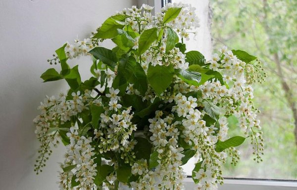 Черемуха за окном