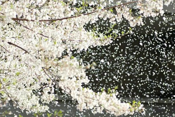 Лепестки черемухи