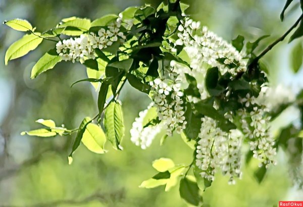 Под черёмухой цветущей