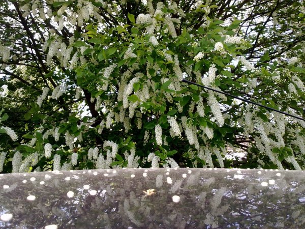 Черемуха поздняя радость