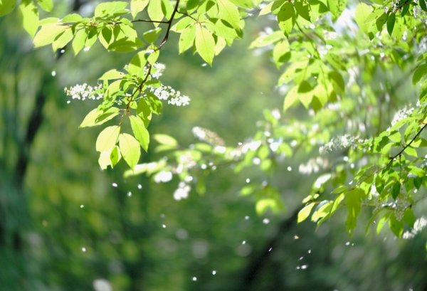 Черёмуха облетает