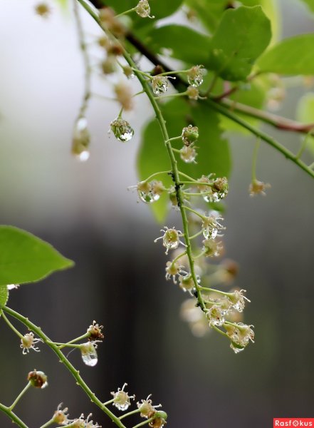 Роса медвяная на черемухе