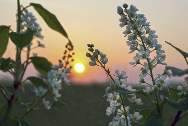 Цветущая черемуха Эстетика