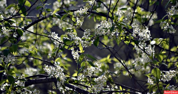 Псков цветение черемухи