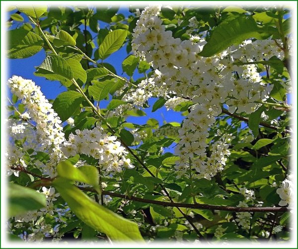 Ручей черемуха Соловей