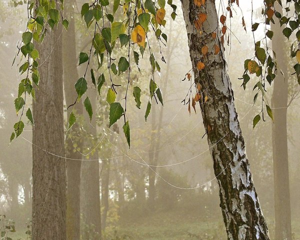 Дождь в Березовом лесу