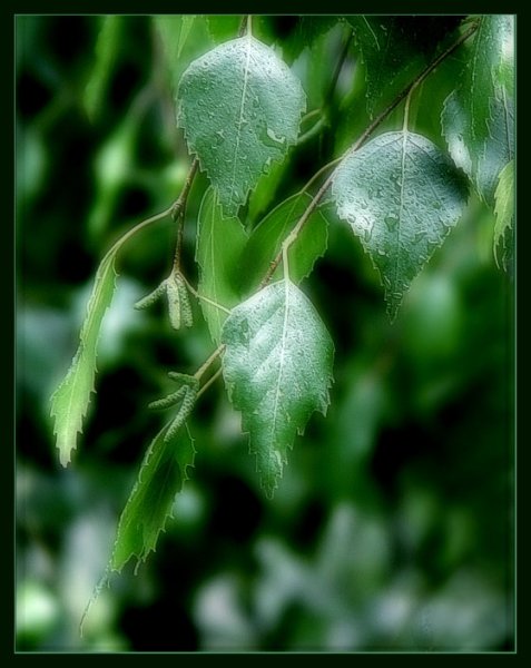 Ветка березы летом