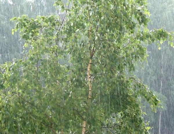 Береза дождь