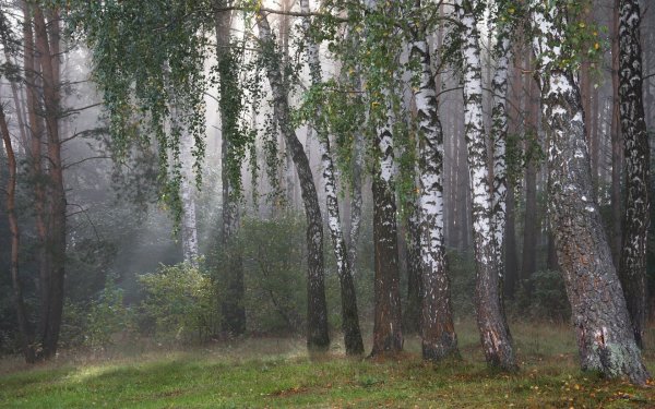 Дождь в лесу