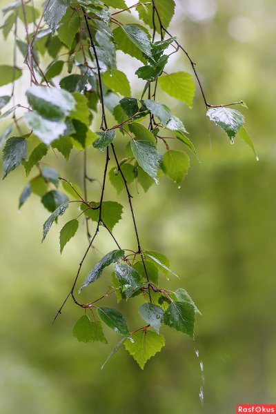 Береза дождь