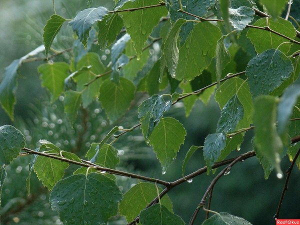 Березы в росе