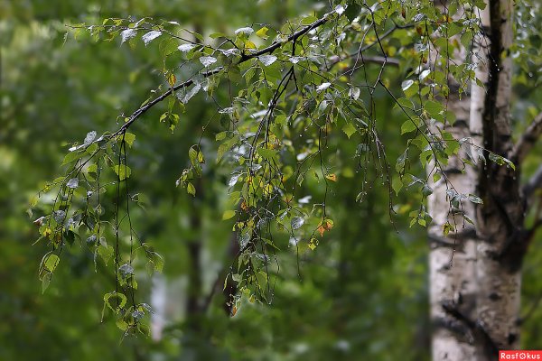 Плакучий листок береза
