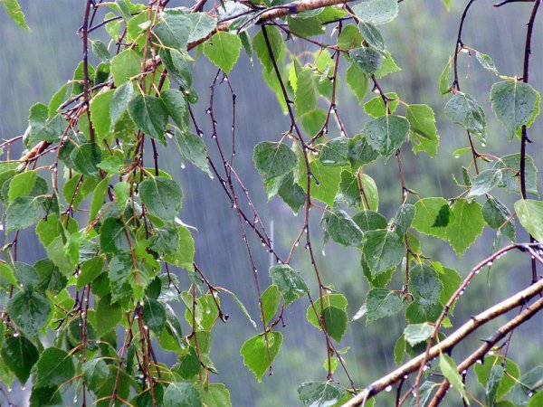 Береза под дождем