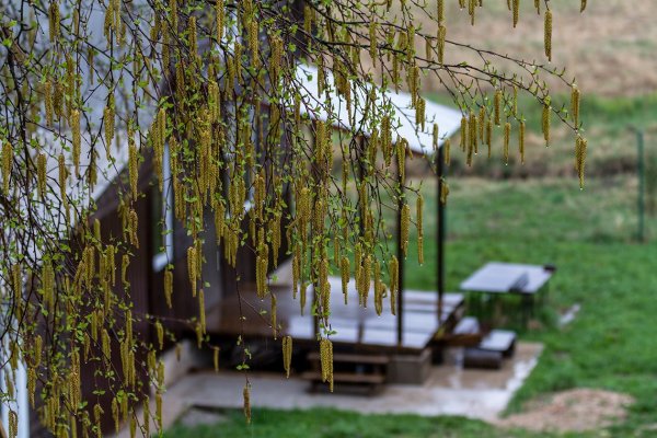 Береза под дождем