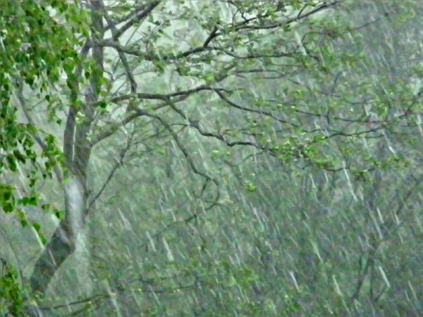 Деревья после дождя