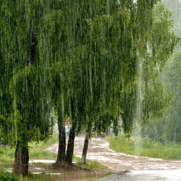 Слепой дождик