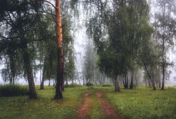 Сосновый Бор и Березовая роща Эстетика