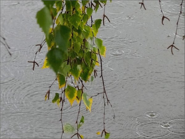 Березовый лист на ветру