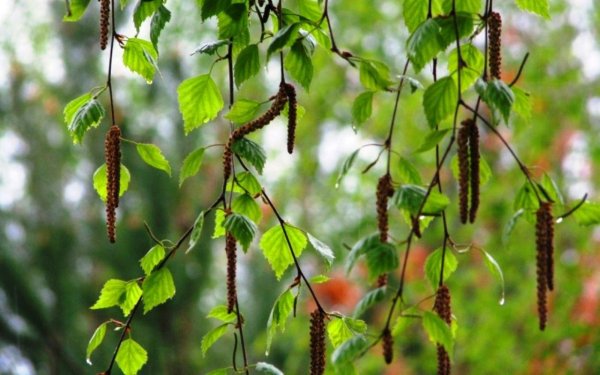 Ветка березы весной