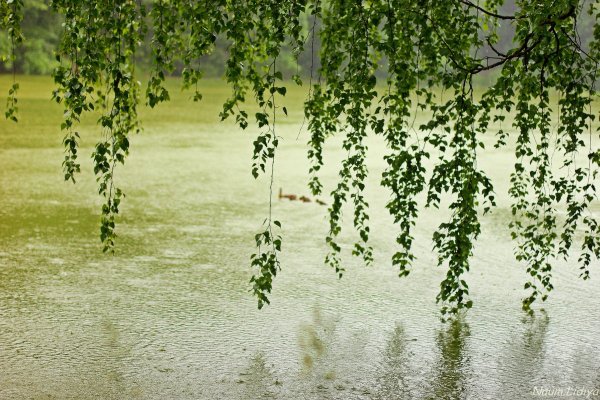 Отражение березы в воде