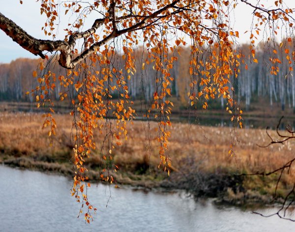 Осенняя береза плакучая