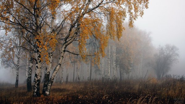 Береза осень