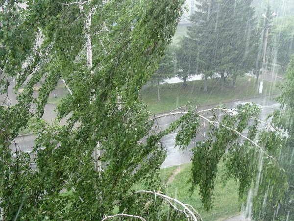 Береза под дождем