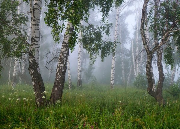 Березовая роща в тумане
