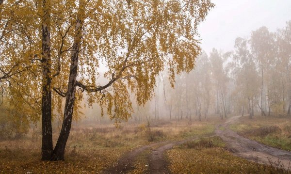 Дождь в Березовом лесу