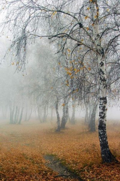 Береза поздней осенью