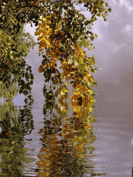 Березы у воды