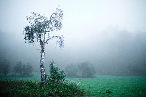Березы в тумане
