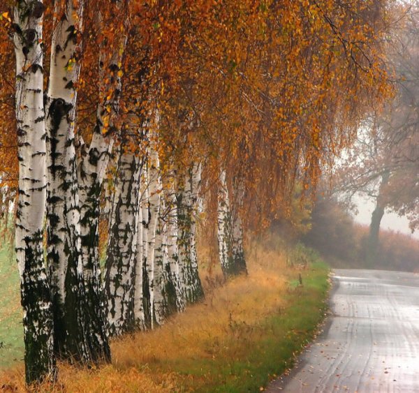 Береза осенью дождь