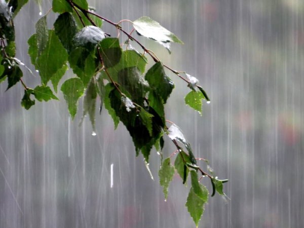 Береза под дождем