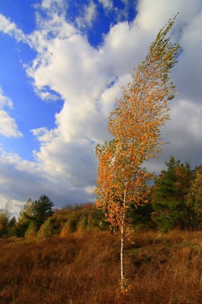 Осенний ветер